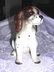Ceramic Cocker Spaniel Germany Vintage