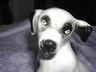 Ceramic Spotted Mutt Dog Brazil