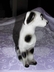 Ceramic Spotted Mutt Dog Brazil