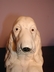 Vintage English Setter Chalkware Bookends England