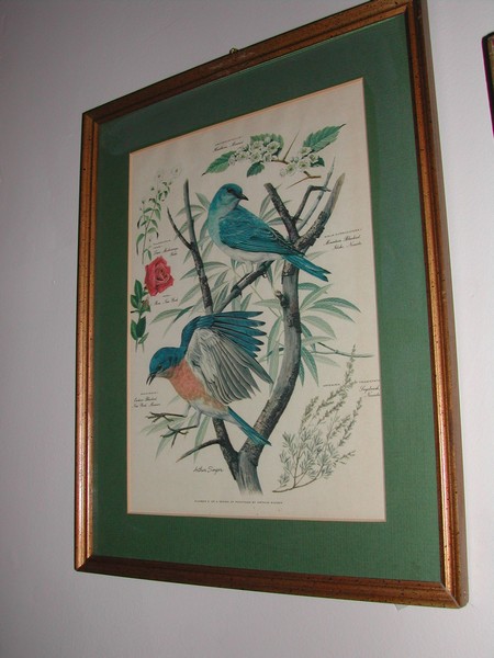 Arthur Singer "Birds of North America Series" Botanical Prints