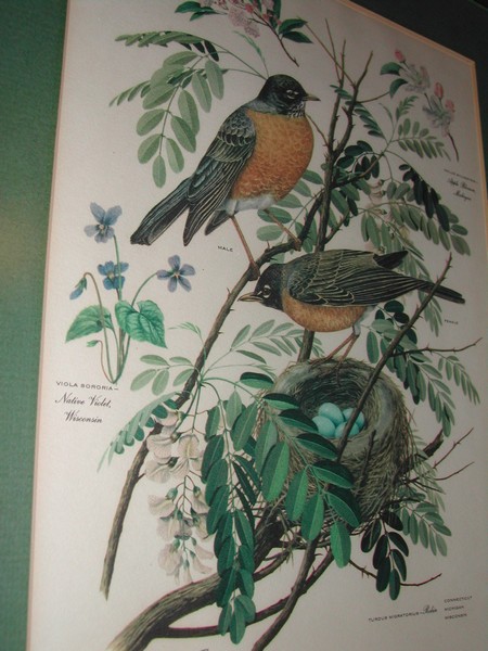 Arthur Singer "Birds of North America Series" Botanical Prints