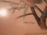 Arthur Singer "Birds of North America Series" Botanical Prints