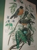 Arthur Singer "Birds of North America Series" Botanical Prints