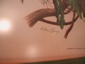 Arthur Singer "Birds of North America Series" Botanical Prints