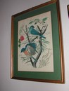 Arthur Singer "Birds of North America Series" Botanical Prints