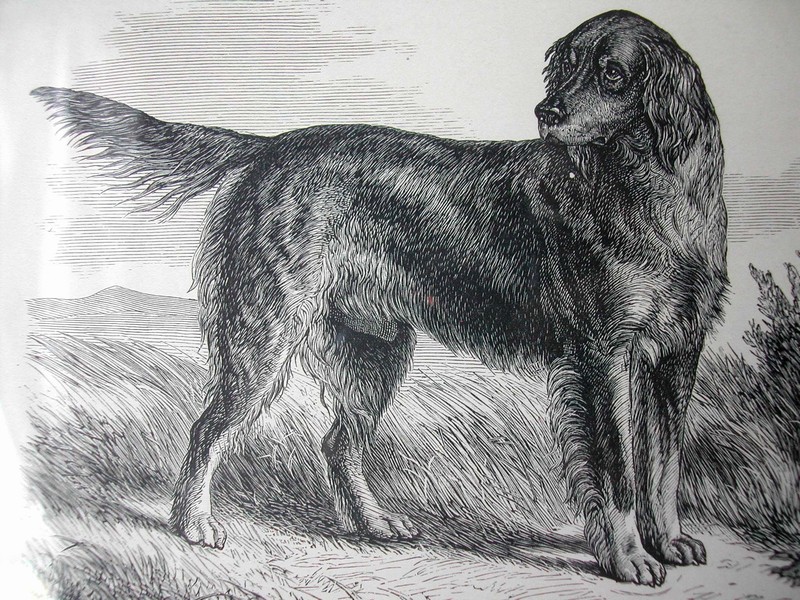 Antique Gordon Setter Engraving Butterworth & Heath England
