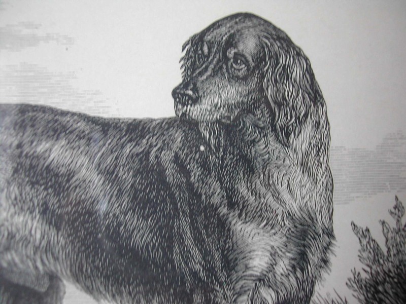Antique Gordon Setter Engraving Butterworth & Heath England