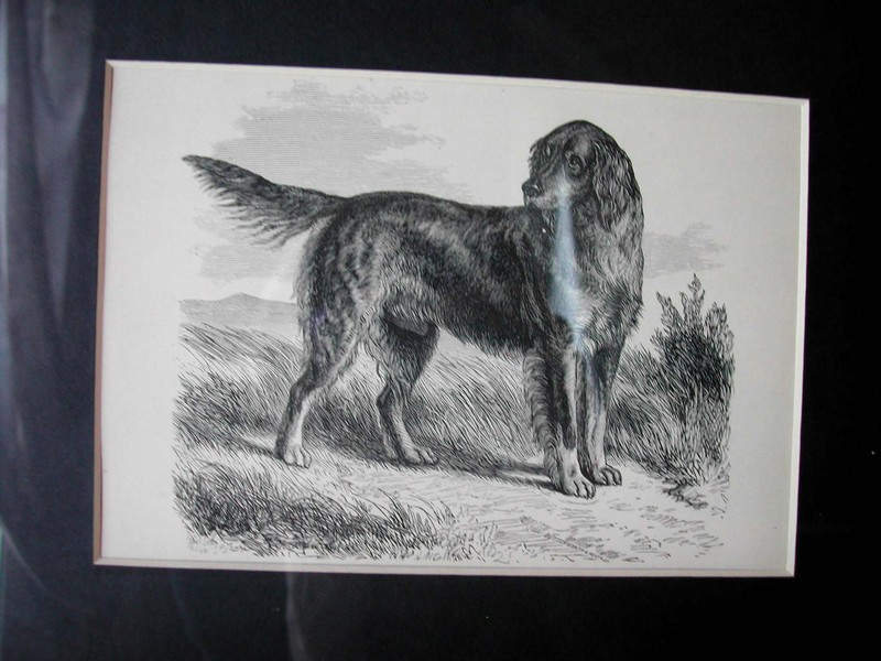 Antique Gordon Setter Engraving Butterworth & Heath England