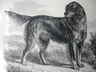 Antique Gordon Setter Engraving Butterworth & Heath England