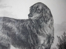 Antique Gordon Setter Engraving Butterworth & Heath England