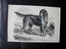 Antique Gordon Setter Engraving Butterworth & Heath England
