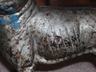 Wonderful Vintage Cast Iron Boston Terrier Door Stop