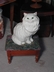 An Adorable & Large Vintage Ceramic Persian Cat Figurine