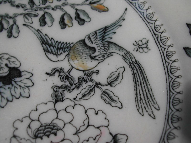 Ashworth Bros. Hanley England Bird Plate c.1862-1890