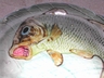 Fish & Net Hispania Majolica Plate Spain