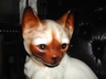 A Charming Vintage UCGC Siamese Kitten Ceramic