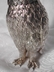 Unique Old Silver Plate Owl Sugar Castor England